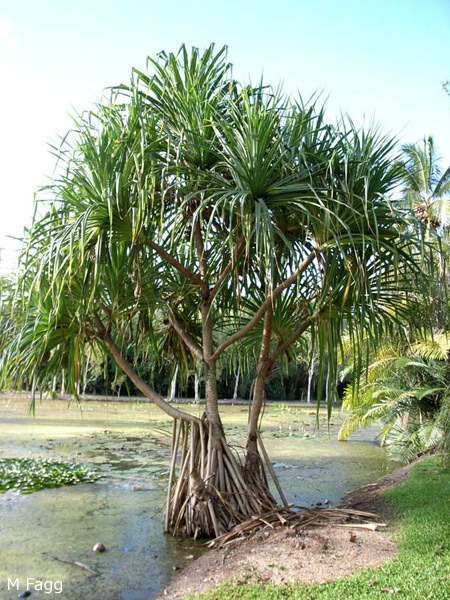 Pandanus tectorius, Growth habit in Australia - Photo Murray Fagg